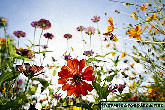 Занимљиве чињенице о дивљим цвјетовима
