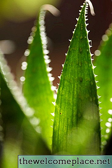 L'Aloe Vera est-elle un cactus?