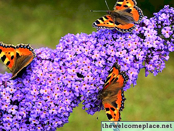 هل نبات الفراشة سام للحيوانات أو البشر؟