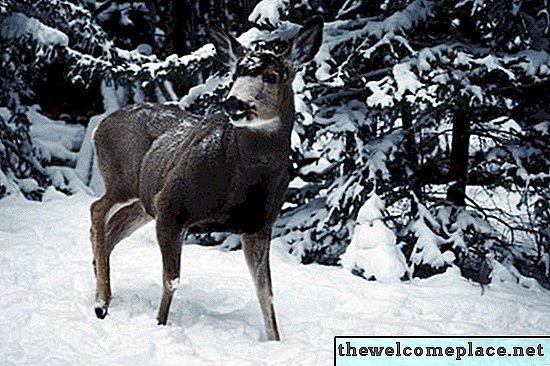 Calibrachoa Deer Resistant?