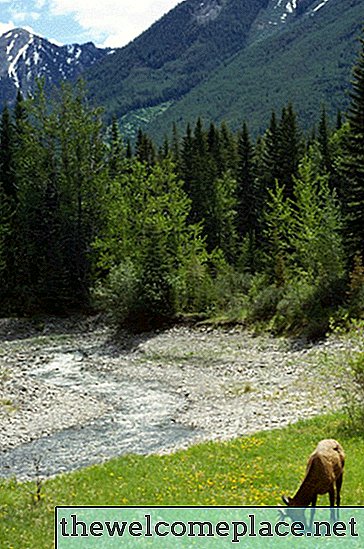 Ist kanadische Hemlock-Rotwild beständig?