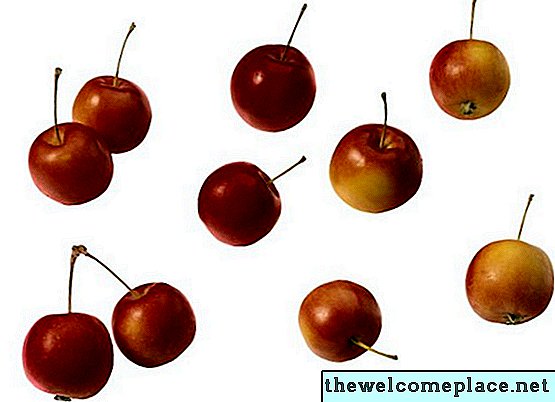 Är ett äppelträd som är giftigt för barn?