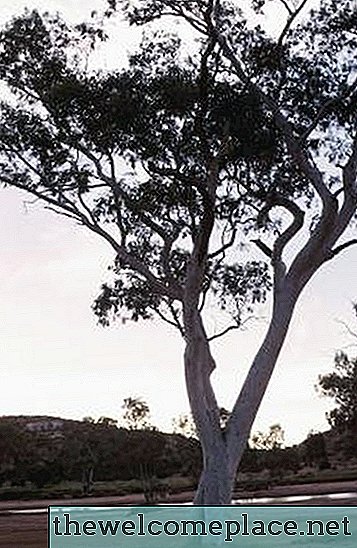 Er eukalyptus et hårdt træ eller blødt?
