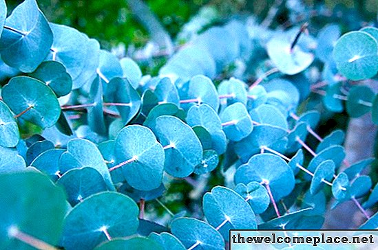 Ist ein Eukalyptusbaum der gleiche wie ein Gummibaum?