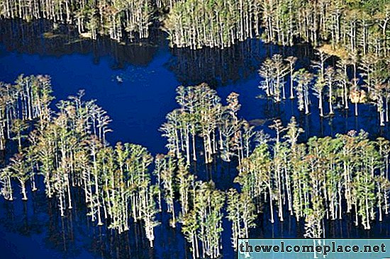 Je legální stříhat kolena Florida Cypress Tree?
