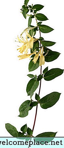 Er jasminplanten relatert til kaprifol?