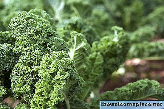 Kale é uma planta perene?