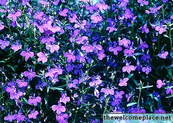 A planta Lobelia é anual ou perene?