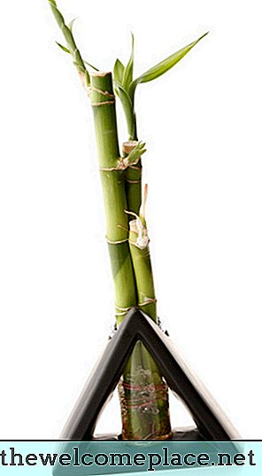 A planta de bambu da sorte é uma boa planta de ar limpo?