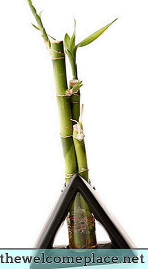 Vai Lucky Bamboo Plant ir laba tīra gaisa iekārta?