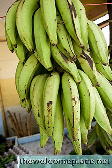 Uma banana é uma fruta ou um vegetal?