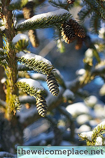 Spruce là một loại gỗ cứng hay mềm?