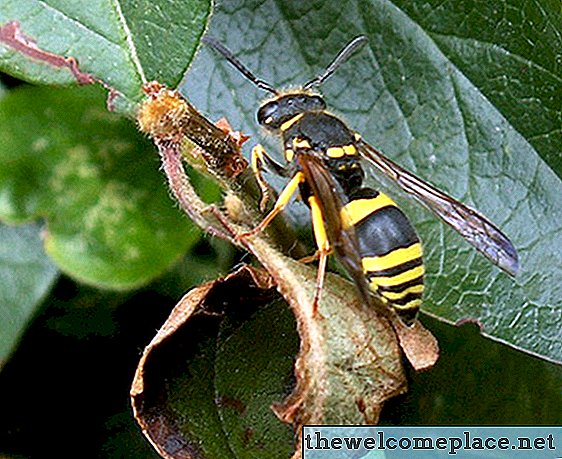 Je Wasp Spray varen za rastline?