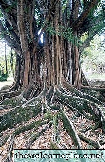 ¿Es utilizable la madera del árbol de Banyan?