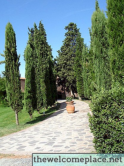 İtalyan Cypress Yerine