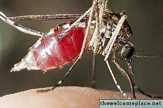 Sivrisinekleri barındıran sarmaşık ve bitkiler