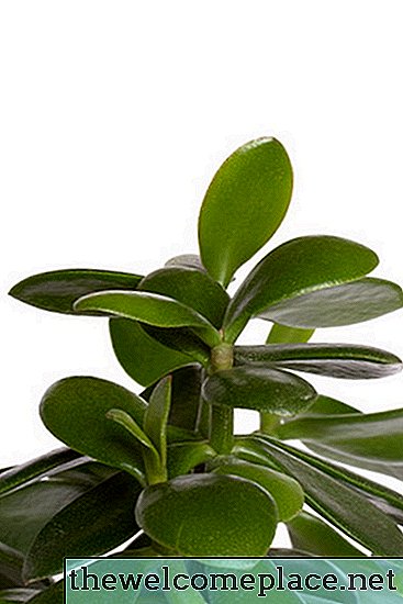 Jadeplanter: Skygge eller udesol?