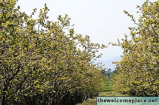 Japanse Blueberry Tree Disease