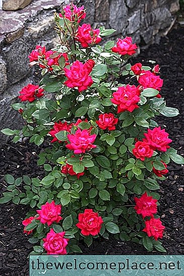 Knockout Rose -huolto
