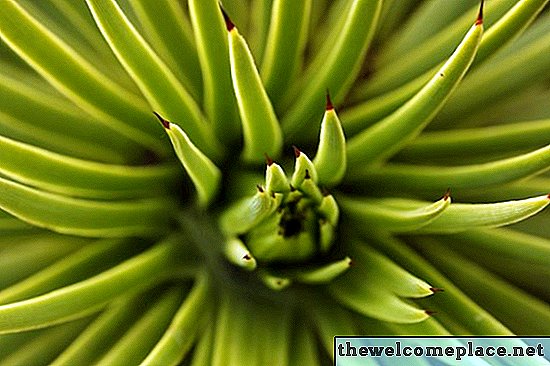 Loại bỏ Agave lớn