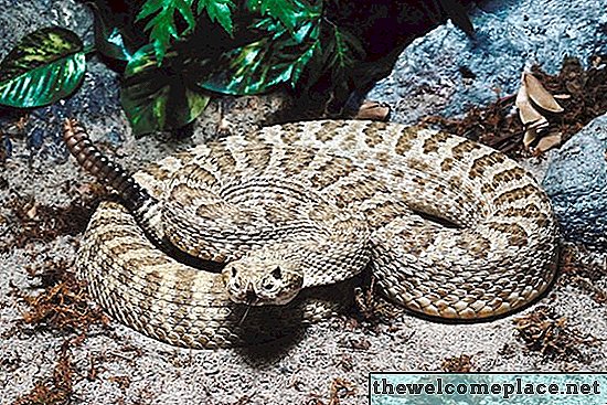 Νόμοι σχετικά με τη θανάτωση φίδια στο Τενεσί