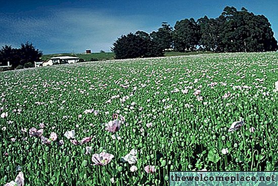 Lois de la Floride sur l'opium Papaver Somniferum