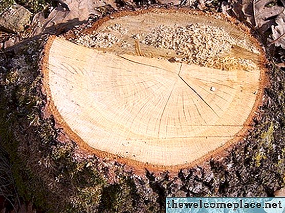 Leis sobre enterrar tocos de árvores