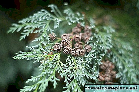 Toxicidade em Leyland Cypress