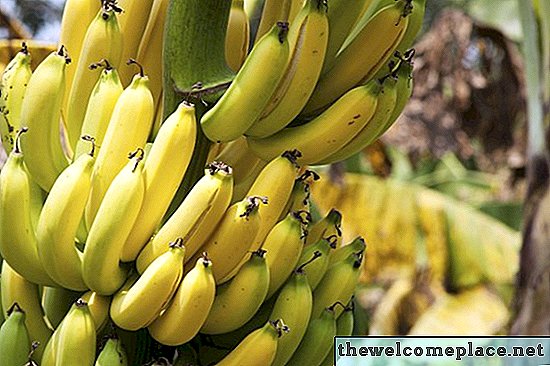 Lebenszyklus von Bananenpflanzen