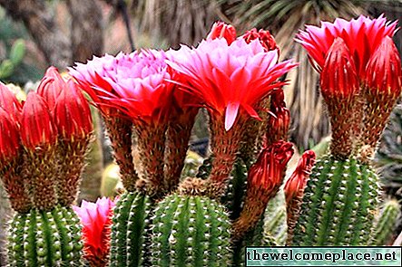 Kaktusz életciklusa