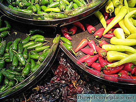 A chili növény életciklusa