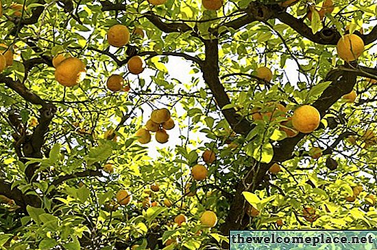 A citrusfa életciklusa