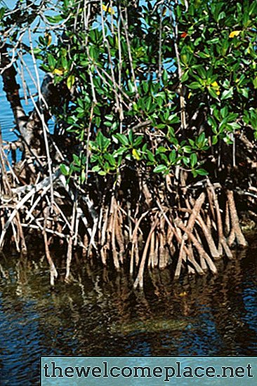 Le cycle de vie d'un arbre de mangrove