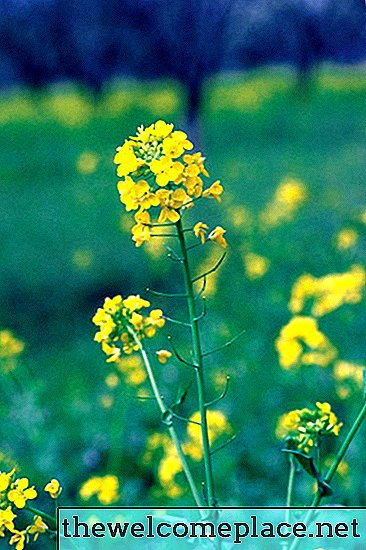 Le cycle de vie des plantes à moutarde