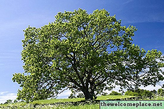 Siklus Hidup Pokok Oak