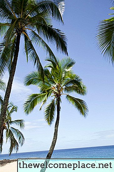 Palmiye Ağacının Yaşam Döngüsü