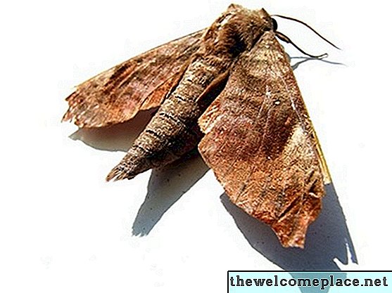 Life Span of Brown House Moths