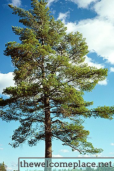 Durée de vie des espèces d'arbres