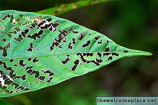 Lista de enfermedades en plantas causadas por virus