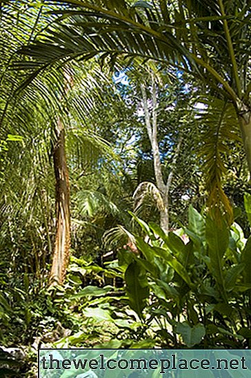Lijst met bloemen gevonden in het tropisch regenwoud