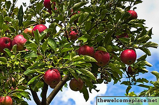 과일 베어링 나무 목록