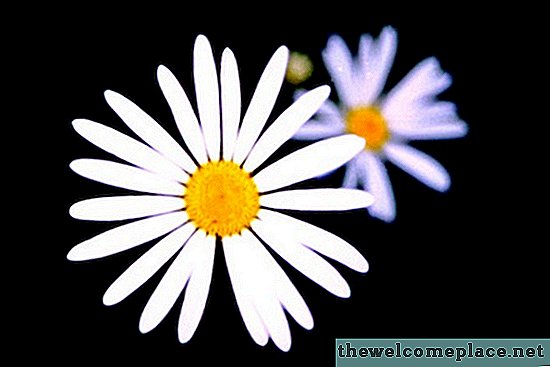 Seznam druhů květin Daisy