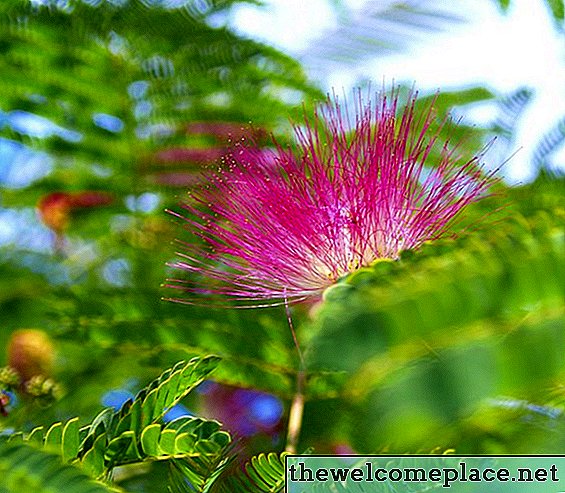 Lista de plantas leguminosas