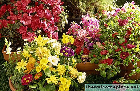 Lista de flores monocotiledóneas y dicotiledóneas