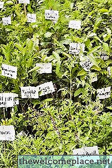 Popis biljaka koje mogu rasti u topsiju