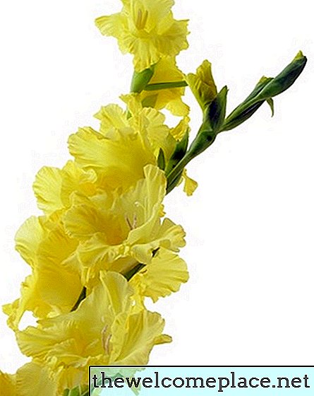 Liste des plantes avec des fleurs qui apparaissent en bouquets