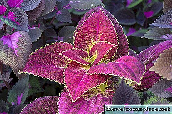 Liste des plantes à feuilles violettes et vertes