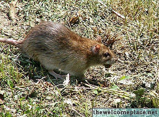 Lista de roedores y alimañas