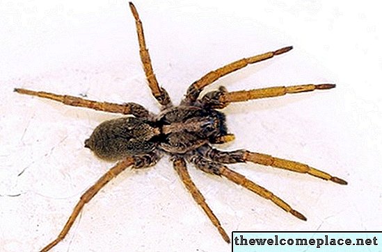 Liste des petites araignées brunes