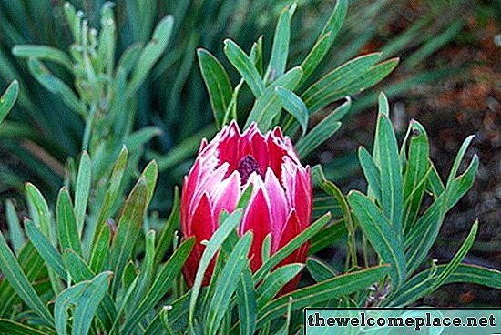 Seznam jihoafrických rostlin